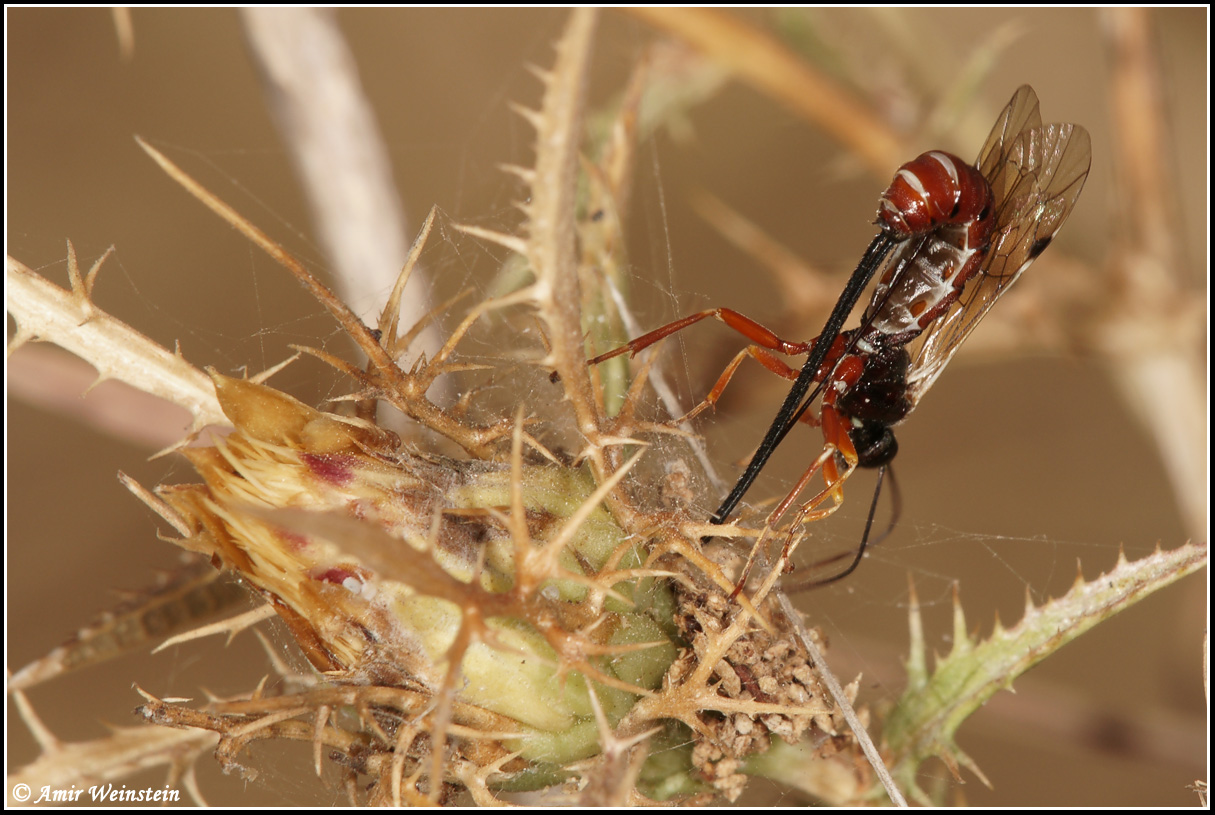 Ichneumonidae d''Israele:  Exeristes sp.